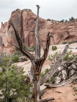 Dead tree in the desert Stock Photos