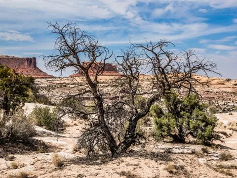 Dead tree in the desert Stock Photos