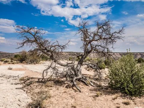 Dead tree in the desert Stock Photos