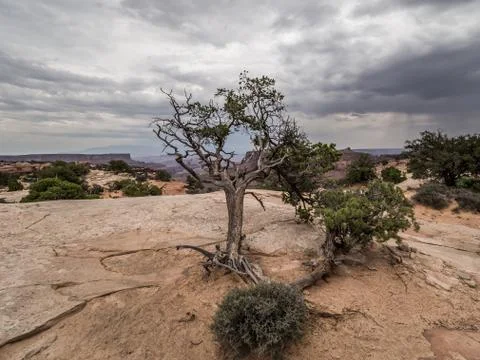 Dead tree in the desert Stock Photos