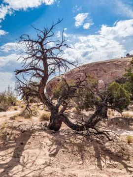 Dead tree in the desert Stock Photos