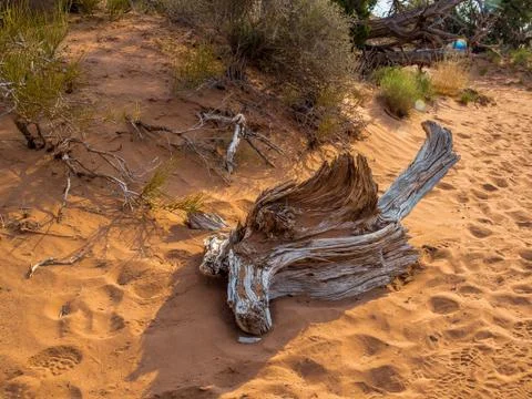 Dead tree in the desert Stock Photos
