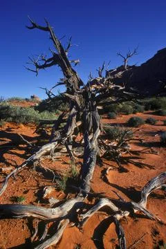 Dead Tree In Desert Stock Photos
