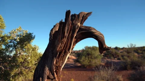 Dead tree in the desert in utah Video stock 143674664