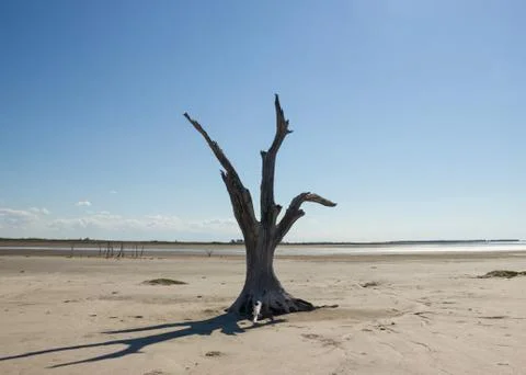 Dead tree by the desertification Stock Photos