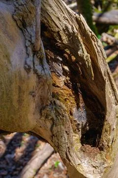 Dead tree detail 写真素材