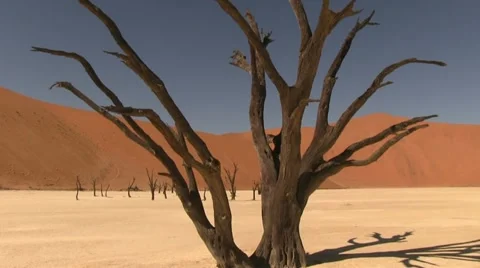 Dead tree in dry desert Video stock 12146367