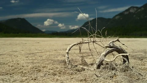 Dead tree in a dry mountain lake Stock-Footage 212885790