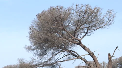 Dead tree due to pine pests Stock Footage 261722897