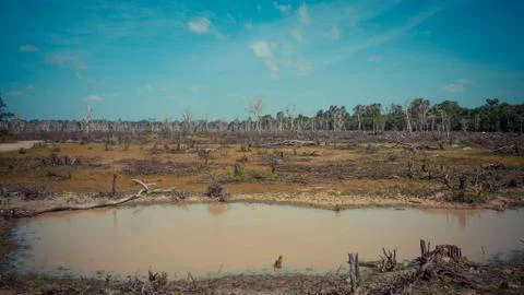 Dead Tree During Drought At Siam Reap - Cambodia Stock Photos