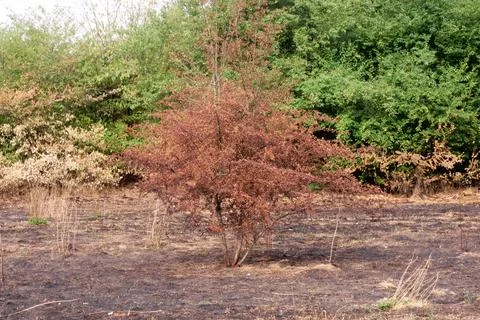 Dead tree at the edge of a brush fire Stock Photos