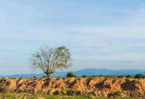 Dead tree on edge of earth Stock Photos
