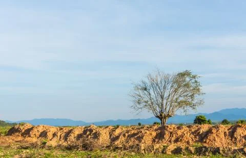 Dead tree on edge of earth Stock Photos