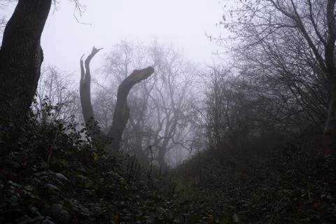 A dead tree on the edge of a spooky forest on a foggy winters day Stock Photos