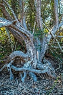 Dead tree with exposed roots Stock Photos