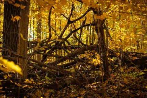 Dead Tree in Fall Forest Stock Photos