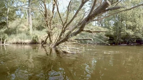 Dead tree fallen in the river from the bank view from water Stock Footage 123679761