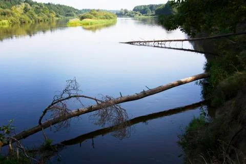 The dead tree fell in the river, surrounded by green trees 스톡 사진