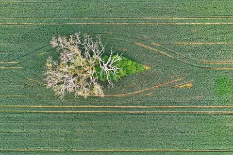 Dead tree in a field from above Stock Photos