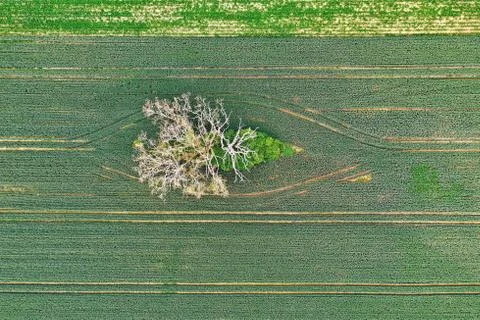 Dead tree in a field from above Stock Photos