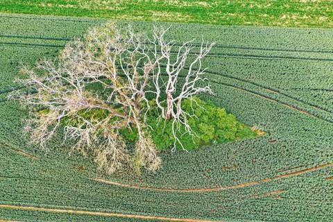 Dead tree in a field from above Foto stock