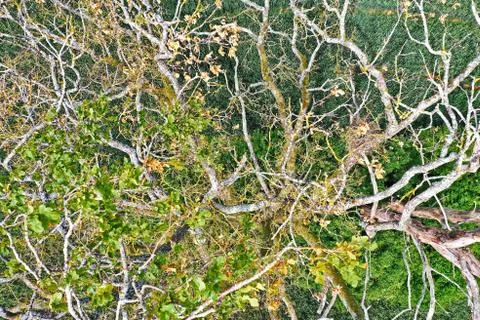 Dead tree in a field from above Stock Photos