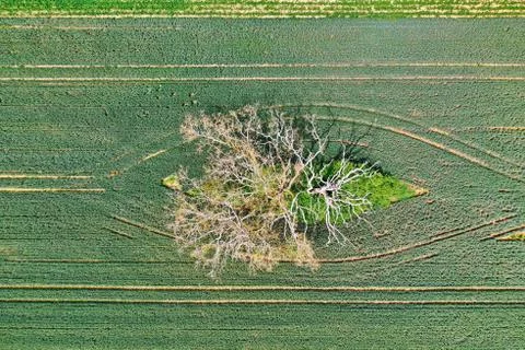 Dead tree in a field from above Stock Photos