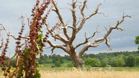 Dead tree in a field on a dark day Stock Footage 138901715