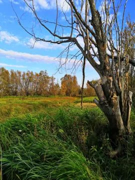 Dead tree in the field Foto stock