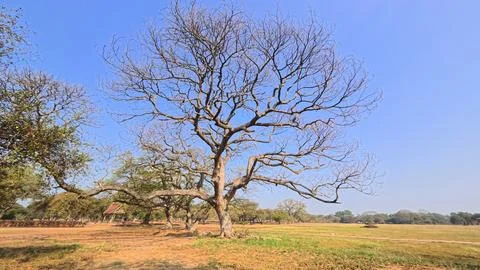 Dead tree in the field. Stock Photos