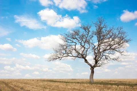 Dead tree at field on summer with blue sky and clouds Stock Photos
