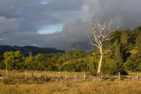 A dead tree on a field at sunset in a cloudy afternoon, captured at the centr Foto stock