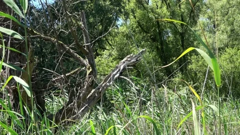 Dead tree in Flevoland Stock Footage 215637664