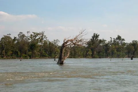 Dead tree of the flooded forest in dry season Foto stock