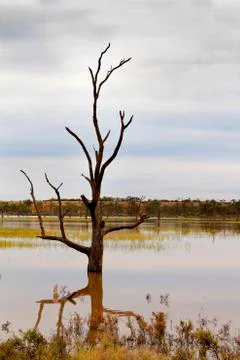 Dead Tree in Floodwater Stock Photos
