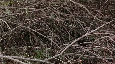 Dead Tree Floor Stock Footage 79403626