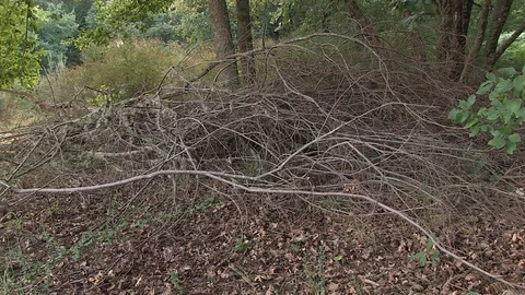 DEAD TREE FLOOR Stock Footage 90134688