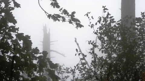 A dead tree in the fog, framed by branches of other trees Stock Footage 70073697
