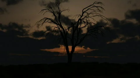 Dead tree Stock Footage 362781