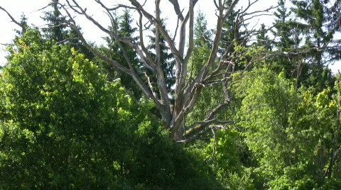 Dead tree Stock Footage 485866