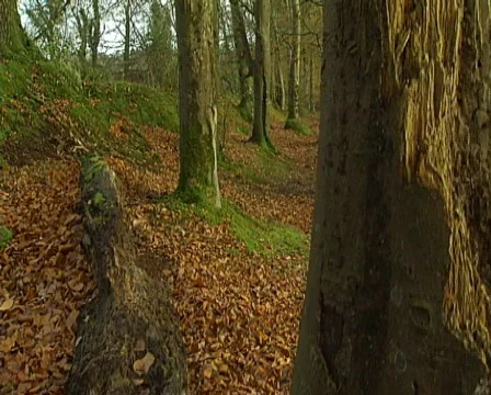Dead Tree Video stock 601623