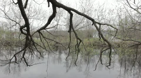 Dead tree Stock Footage 22020986