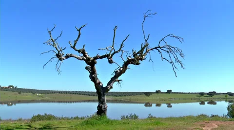 Dead tree Stock-Footage 32579286