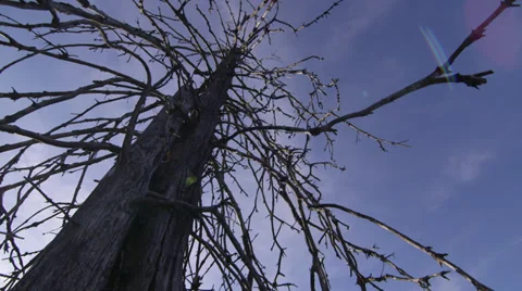 Dead tree Video stock 34304690