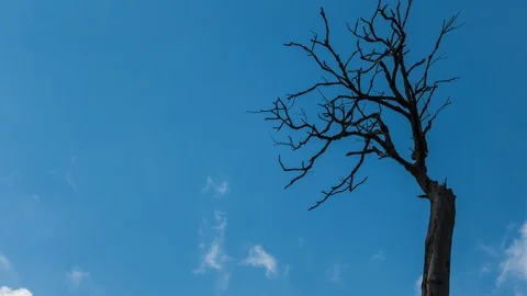 Dead tree. Stock Footage 86335538