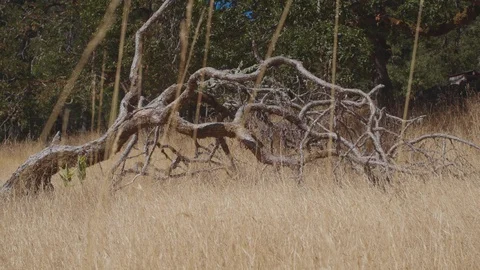 Dead tree Stock Footage 103809918