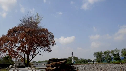 Dead Tree Stock Footage 127037567