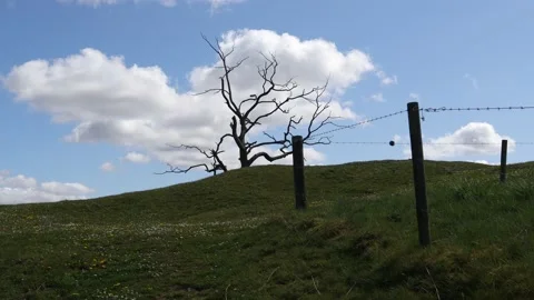 Dead tree Stock Footage 144231878