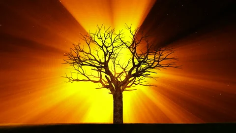 Dead tree Stock-Footage 159207853