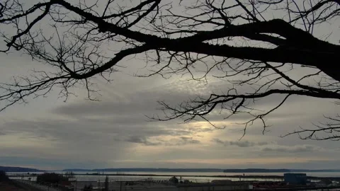 The Dead Tree Video stock 160006039